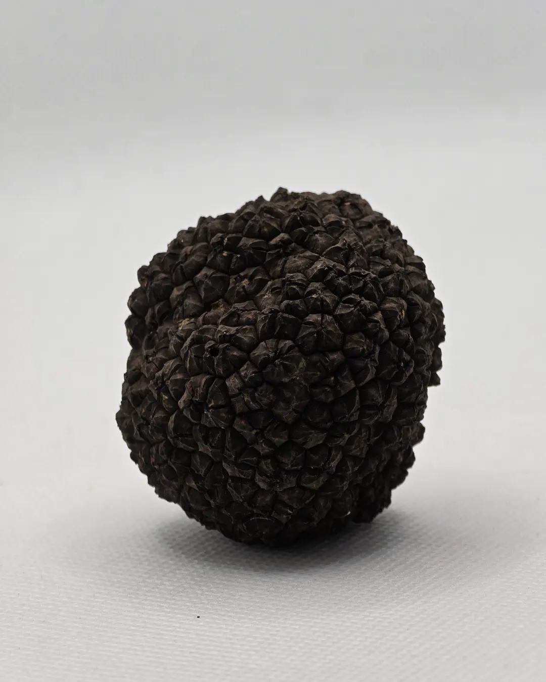 crni-letnji-svež-tartuf-30g-platinum-truffles.webp Svež crni tartuf 30 grama